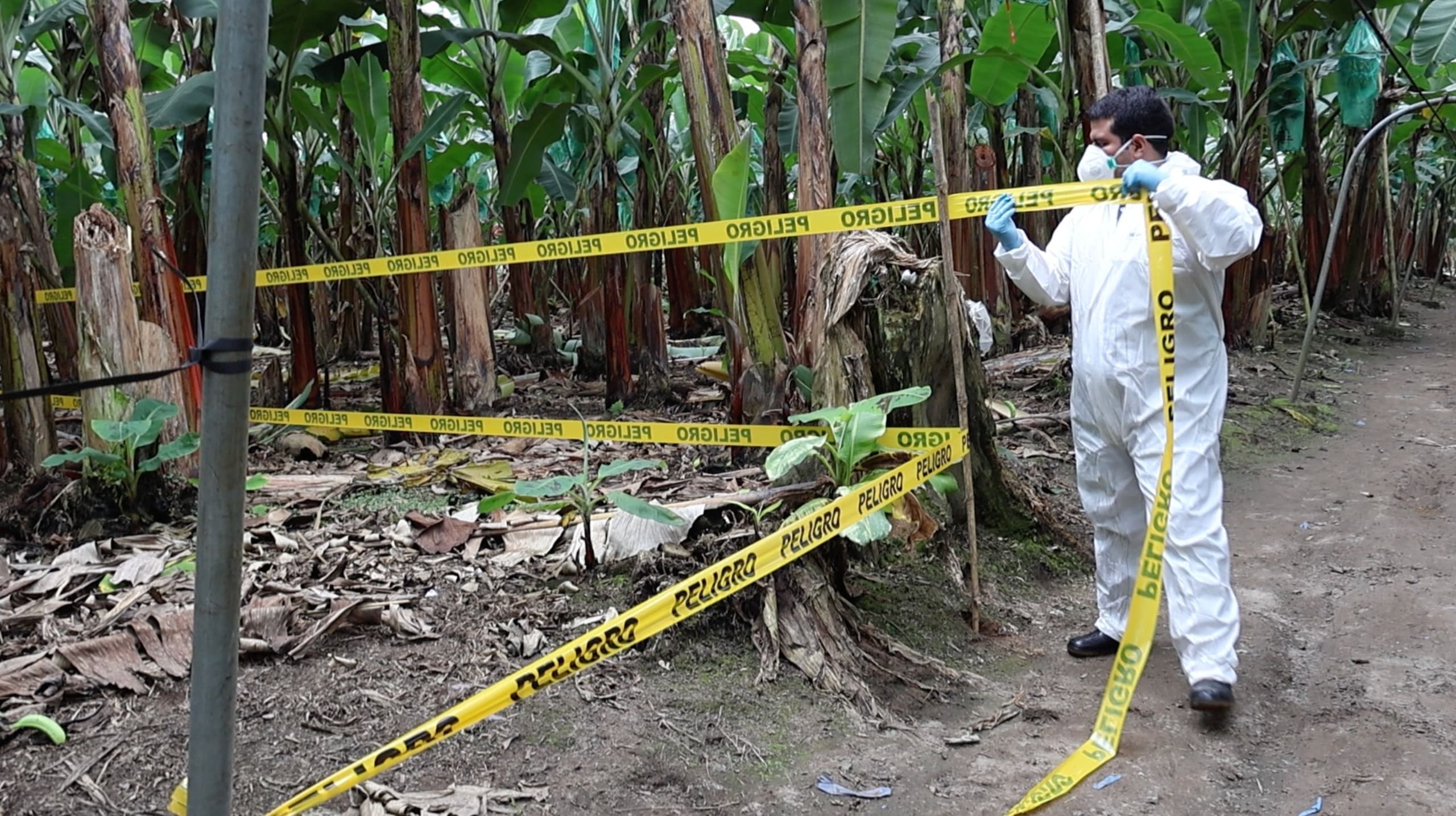 Agrocalidad intensifica acciones para prevenir y contener el Moko en Los Ríos