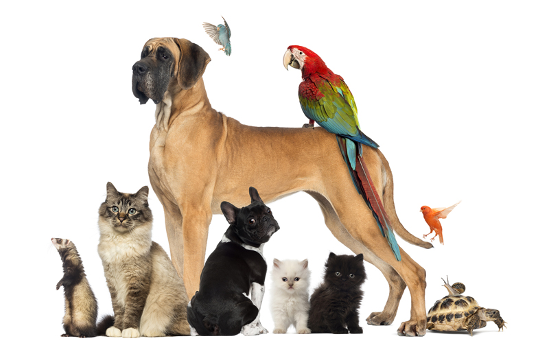 medicamentos-veterinarios-para-mascotas-agrovet